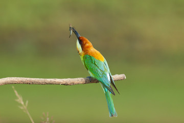 chestnut-headed bee-eater. Merops leschenaulti, or bay-headed bee-eater, is a near passerine bird in the bee-eater family Meropidae. It is a resident breeder in  Indian subcontinent &adjoining regiion