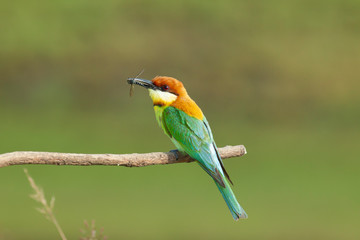 chestnut-headed bee-eater. Merops leschenaulti, or bay-headed bee-eater, is a near passerine bird in the bee-eater family Meropidae. It is a resident breeder in  Indian subcontinent &adjoining regiion