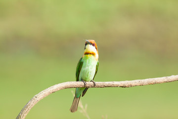 chestnut-headed bee-eater. Merops leschenaulti, or bay-headed bee-eater, is a near passerine bird in the bee-eater family Meropidae. It is a resident breeder in  Indian subcontinent &adjoining regiion