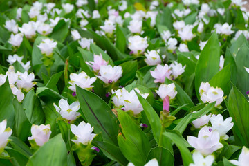 Naklejka premium White Siam Tulip or Krachai flower field blooming background at Thailand