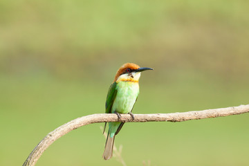 chestnut-headed bee-eater. Merops leschenaulti, or bay-headed bee-eater, is a near passerine bird in the bee-eater family Meropidae. It is a resident breeder in  Indian subcontinent &adjoining regiion