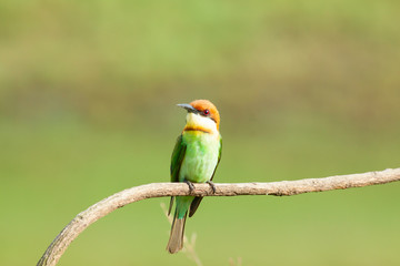 chestnut-headed bee-eater. Merops leschenaulti, or bay-headed bee-eater, is a near passerine bird in the bee-eater family Meropidae. It is a resident breeder in  Indian subcontinent &adjoining regiion