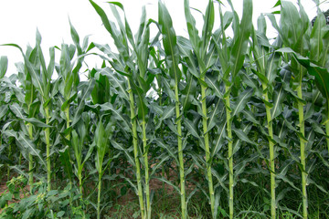 Green corn plant in corn field