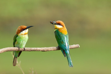 Fototapeta na wymiar chestnut-headed bee-eater. Merops leschenaulti, or bay-headed bee-eater, is a near passerine bird in the bee-eater family Meropidae. It is a resident breeder in Indian subcontinent &adjoining regiion