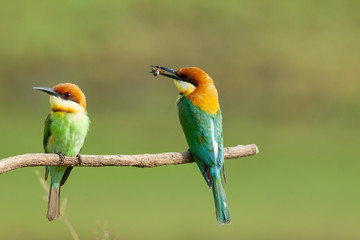 Obraz premium chestnut-headed bee-eater. Merops leschenaulti, or bay-headed bee-eater, is a near passerine bird in the bee-eater family Meropidae. It is a resident breeder in Indian subcontinent &adjoining regiion