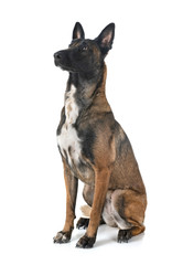 malinois in studio