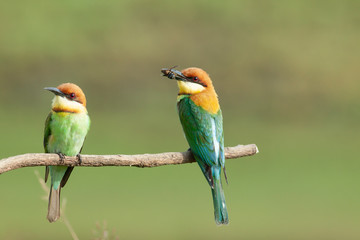 chestnut-headed bee-eater. Merops leschenaulti, or bay-headed bee-eater, is a near passerine bird in the bee-eater family Meropidae. It is a resident breeder in  Indian subcontinent &adjoining regiion