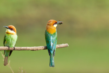 chestnut-headed bee-eater. Merops leschenaulti, or bay-headed bee-eater, is a near passerine bird in the bee-eater family Meropidae. It is a resident breeder in  Indian subcontinent &adjoining regiion