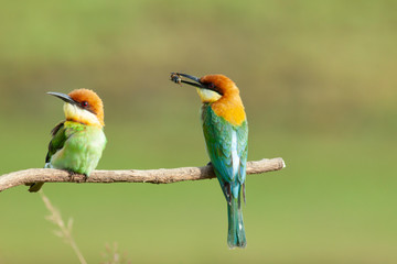 chestnut-headed bee-eater. Merops leschenaulti, or bay-headed bee-eater, is a near passerine bird in the bee-eater family Meropidae. It is a resident breeder in  Indian subcontinent &adjoining regiion
