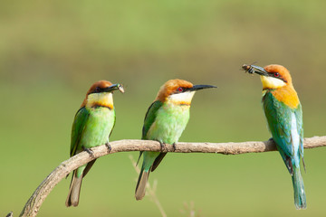 chestnut-headed bee-eater. Merops leschenaulti, or bay-headed bee-eater, is a near passerine bird in the bee-eater family Meropidae. It is a resident breeder in  Indian subcontinent &adjoining regiion