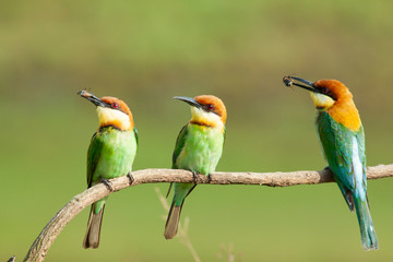 chestnut-headed bee-eater. Merops leschenaulti, or bay-headed bee-eater, is a near passerine bird in the bee-eater family Meropidae. It is a resident breeder in  Indian subcontinent &adjoining regiion