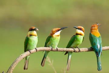 chestnut-headed bee-eater. Merops leschenaulti, or bay-headed bee-eater, is a near passerine bird...