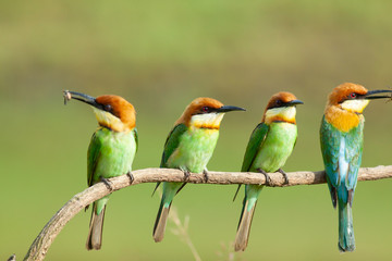 chestnut-headed bee-eater. Merops leschenaulti, or bay-headed bee-eater, is a near passerine bird in the bee-eater family Meropidae. It is a resident breeder in  Indian subcontinent &adjoining regiion