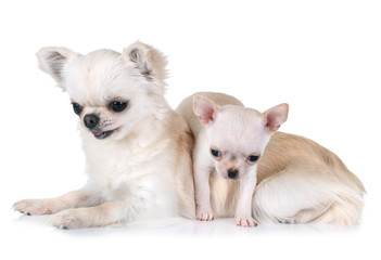 two chihuahuas in studio
