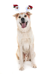 akita inu in studio