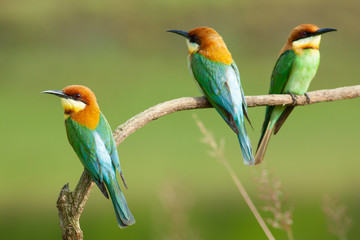 chestnut-headed bee-eater. Merops leschenaulti, or bay-headed bee-eater, is a near passerine bird in the bee-eater family Meropidae. It is a resident breeder in  Indian subcontinent &adjoining regiion