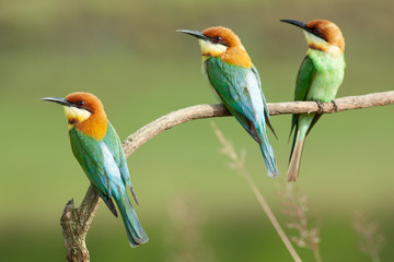 chestnut-headed bee-eater. Merops leschenaulti, or bay-headed bee-eater, is a near passerine bird in the bee-eater family Meropidae. It is a resident breeder in  Indian subcontinent &adjoining regiion