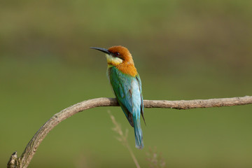 chestnut-headed bee-eater. Merops leschenaulti, or bay-headed bee-eater, is a near passerine bird in the bee-eater family Meropidae. It is a resident breeder in  Indian subcontinent &adjoining regiion