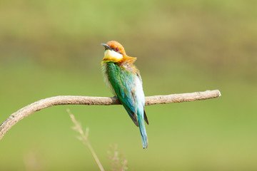 chestnut-headed bee-eater. Merops leschenaulti, or bay-headed bee-eater, is a near passerine bird in the bee-eater family Meropidae. It is a resident breeder in  Indian subcontinent &adjoining regiion