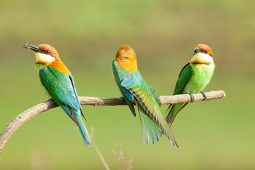 chestnut-headed bee-eater. Merops leschenaulti, or bay-headed bee-eater, is a near passerine bird in the bee-eater family Meropidae. It is a resident breeder in  Indian subcontinent &adjoining regiion