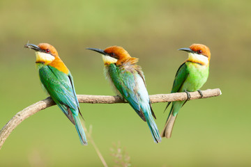 chestnut-headed bee-eater. Merops leschenaulti, or bay-headed bee-eater, is a near passerine bird in the bee-eater family Meropidae. It is a resident breeder in  Indian subcontinent &adjoining regiion