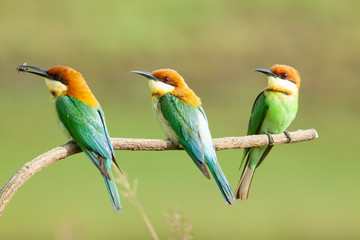 Obraz premium chestnut-headed bee-eater. Merops leschenaulti, or bay-headed bee-eater, is a near passerine bird in the bee-eater family Meropidae. It is a resident breeder in Indian subcontinent &adjoining regiion