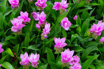 Obraz premium Pink Siam Tulip or Krachai flower field blooming background at Thailand