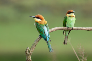 chestnut-headed bee-eater. Merops leschenaulti, or bay-headed bee-eater, is a near passerine bird in the bee-eater family Meropidae. It is a resident breeder in  Indian subcontinent &adjoining regiion