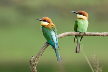 chestnut-headed bee-eater. Merops leschenaulti, or bay-headed bee-eater, is a near passerine bird...