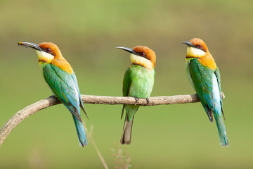 chestnut-headed bee-eater. Merops leschenaulti, or bay-headed bee-eater, is a near passerine bird in the bee-eater family Meropidae. It is a resident breeder in  Indian subcontinent &adjoining regiion