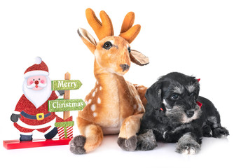 puppy miniature schnauzer