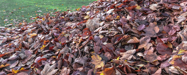 Autumn Red Leaves Background