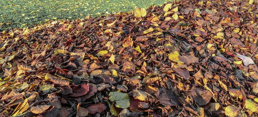Autumn Golden Leaves Background