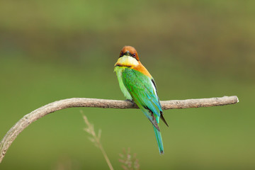 chestnut-headed bee-eater. Merops leschenaulti, or bay-headed bee-eater, is a near passerine bird in the bee-eater family Meropidae. It is a resident breeder in  Indian subcontinent &adjoining regiion