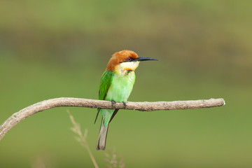 chestnut-headed bee-eater. Merops leschenaulti, or bay-headed bee-eater, is a near passerine bird in the bee-eater family Meropidae. It is a resident breeder in  Indian subcontinent &adjoining regiion