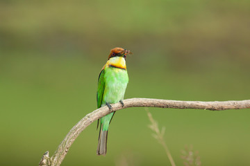 chestnut-headed bee-eater. Merops leschenaulti, or bay-headed bee-eater, is a near passerine bird in the bee-eater family Meropidae. It is a resident breeder in  Indian subcontinent &adjoining regiion