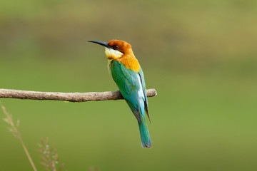 chestnut-headed bee-eater. Merops leschenaulti, or bay-headed bee-eater, is a near passerine bird in the bee-eater family Meropidae. It is a resident breeder in  Indian subcontinent &adjoining regiion