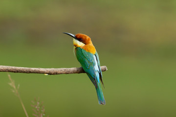 chestnut-headed bee-eater. Merops leschenaulti, or bay-headed bee-eater, is a near passerine bird in the bee-eater family Meropidae. It is a resident breeder in  Indian subcontinent &adjoining regiion