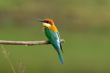chestnut-headed bee-eater. Merops leschenaulti, or bay-headed bee-eater, is a near passerine bird in the bee-eater family Meropidae. It is a resident breeder in  Indian subcontinent &adjoining regiion