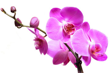 Fototapeta na wymiar pink orchid isolated on white