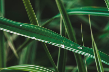 Beautiful vintage ribbon grass with dew drops closeup. Pure, pleasant, nice greenery with rain drops in sunlight. Background from green textured plants in rain weather with copy space. Canary in macro