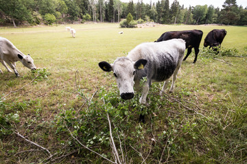 Kuh beim grasen
