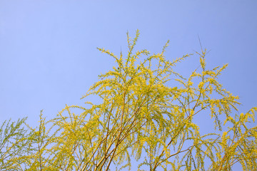 willow branches in the wild