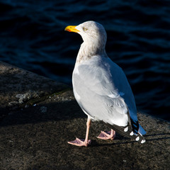 seagull portrait