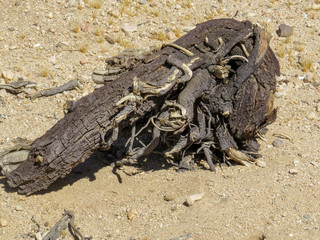 Weathered ancient tree stump dried out in the desert