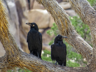 A pair of ravens in Joshua Tree National Park