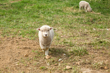 Naklejka premium It is a sheep farm in Gangwon Province, Korea.