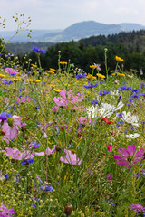 bright colorful flowers in meadow at sunshine summer day