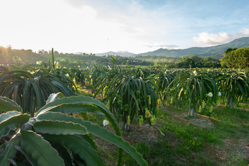 Dragon fruit on plant, Raw Pitaya fruit on tree, A pitaya or pitahaya is the fruit of several cactus species indigenous to the Americas. It's popular plantation in south-east Asia