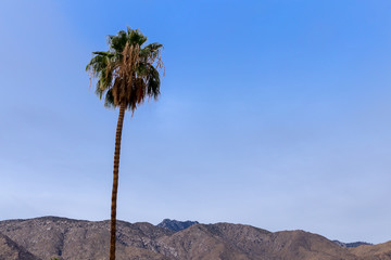 Blue Sky background with palm tree half border